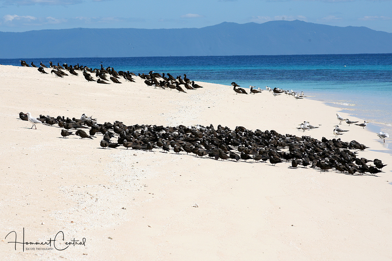 Black Noddy (01).jpg