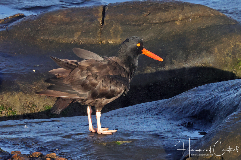 Black Oystercatcher (06).jpg
