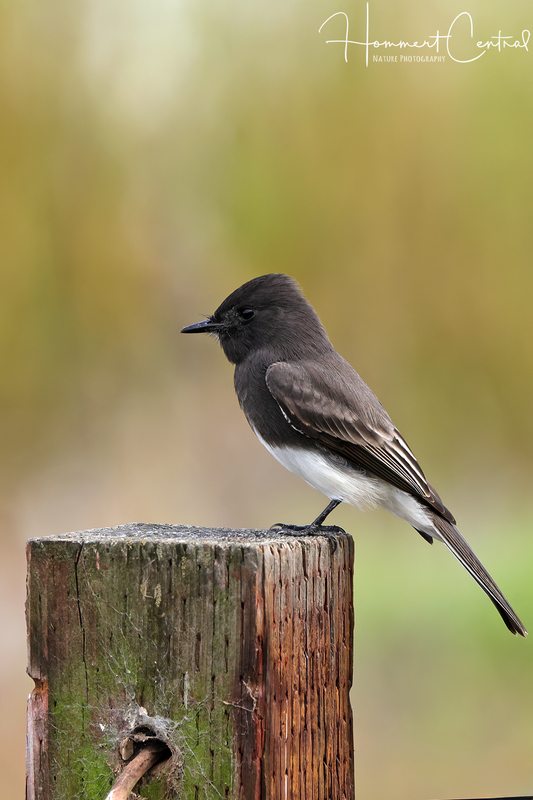 Black Phoebe (12).jpg