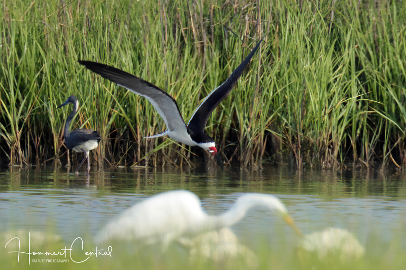 Black Skimmer (06).jpg