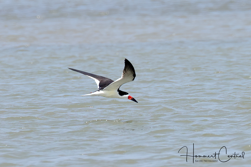 Black Skimmer (07).jpg