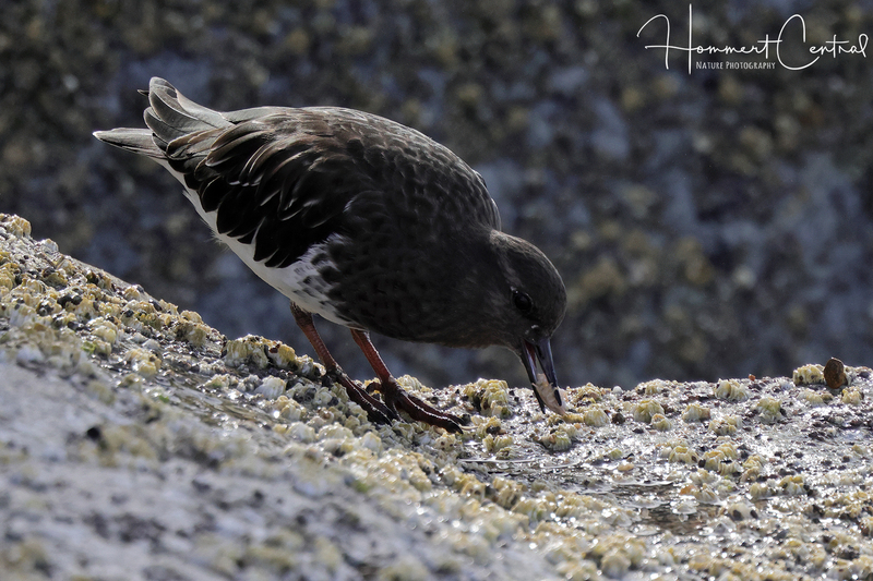 Black Turnstone (06).jpg