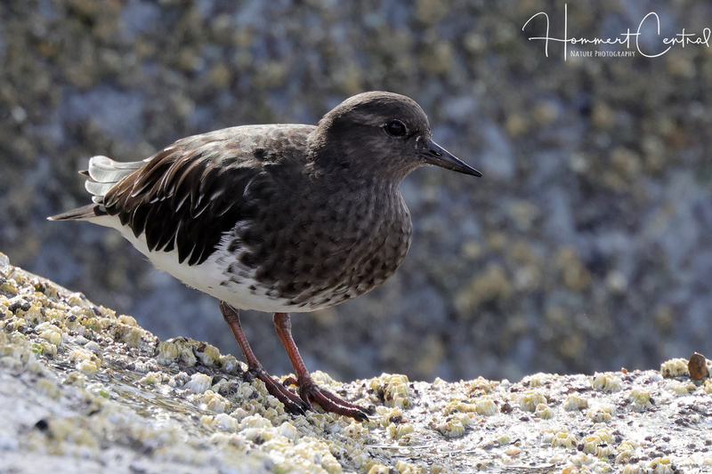 Black Turnstone (07).jpg