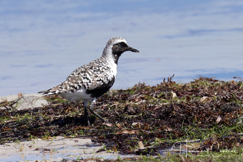 Black-bellied Plover (breeding plumage) (06).jpg