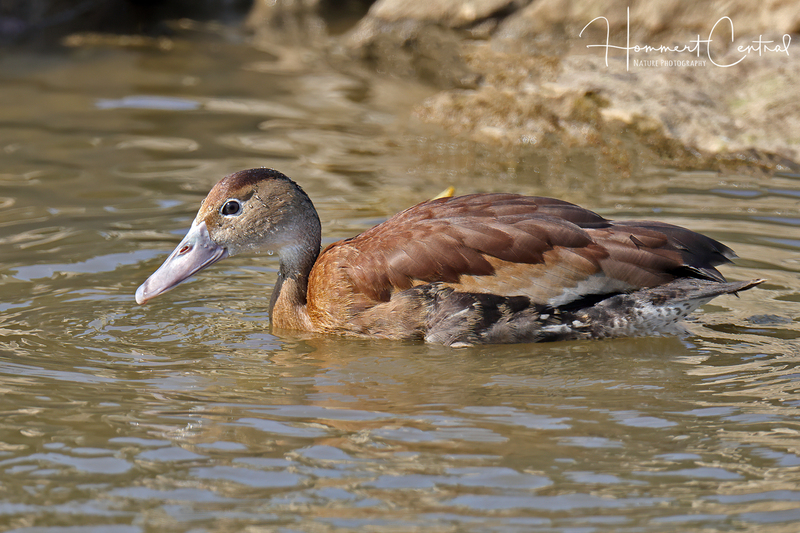 Black-bellied Whistling-Duck (17).jpg
