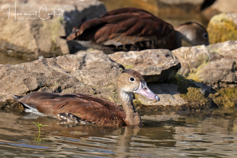 Black-bellied Whistling-Duck (18).jpg