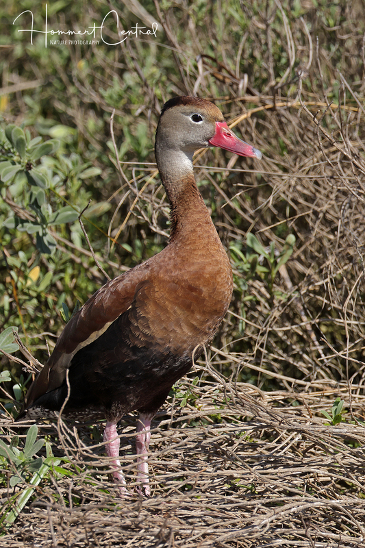 Black-bellied Whistling-Duck (19).jpg