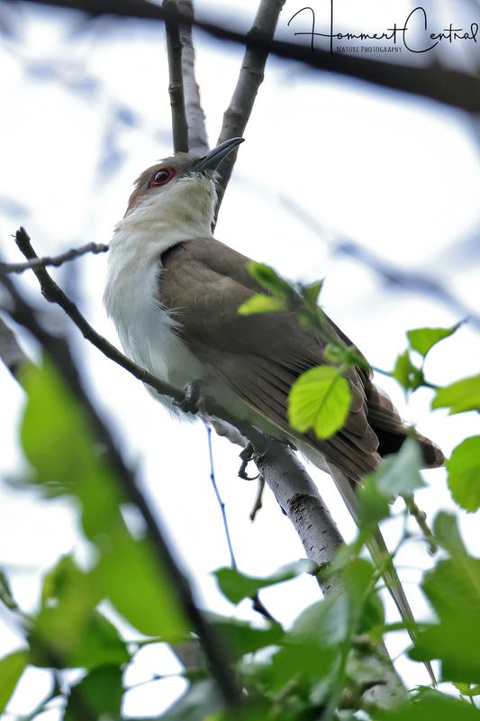 Black-billed Cuckoo (07).jpg