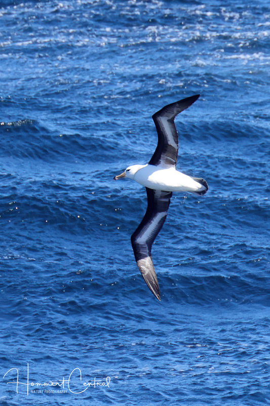 Black-browed Albatross (01).jpg