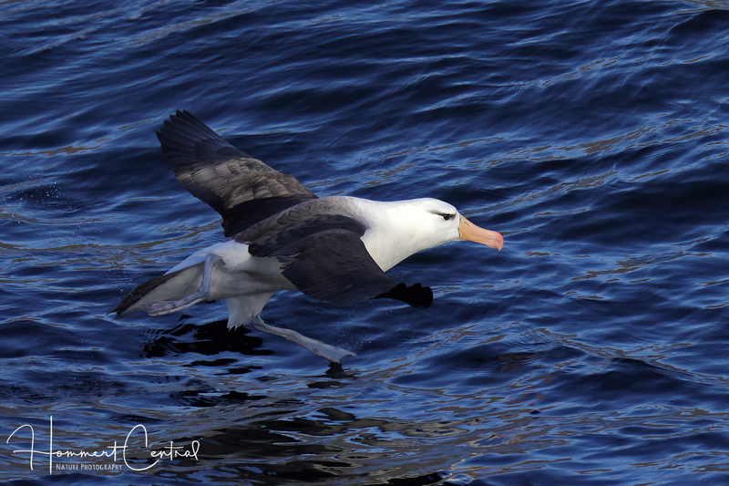 Black-browed Albatross (02).jpg