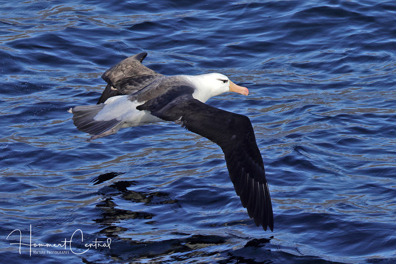 Black-browed Albatross (03).jpg