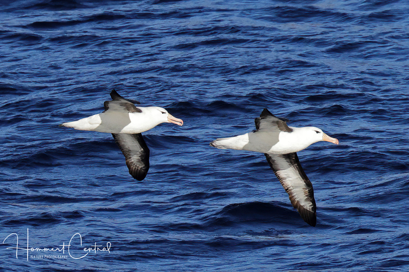 Black-browed Albatross (04).jpg