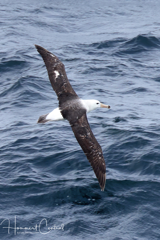 Black-browed Albatross (05).jpg