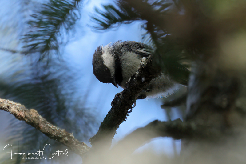 Black-capped Chickadee (04).jpg