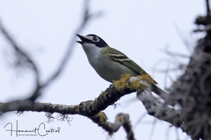 Black-capped Vireo (04).jpg