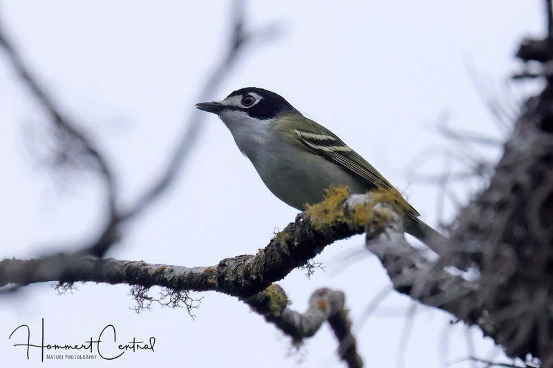 Black-capped Vireo (05).jpg