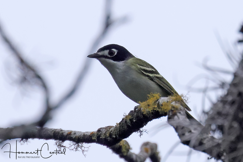 Black-capped Vireo (06).jpg