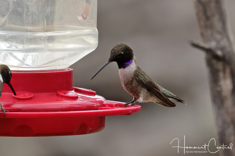 Black-chinned Hummingbird (09).jpg
