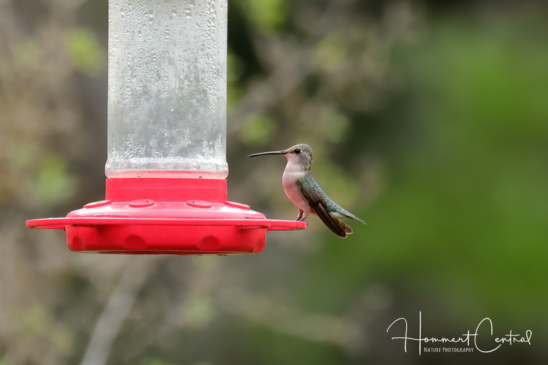 Black-chinned Hummingbird (female) (05).jpg