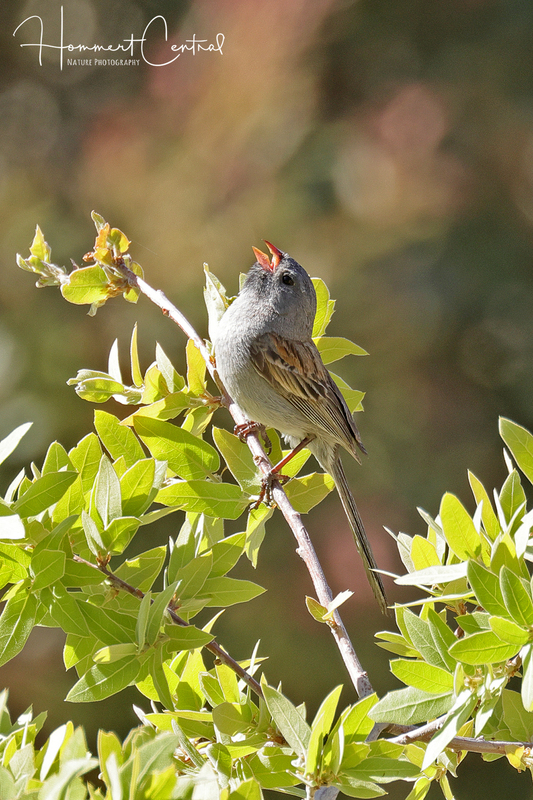 Black-chinned Sparrow (02).jpg