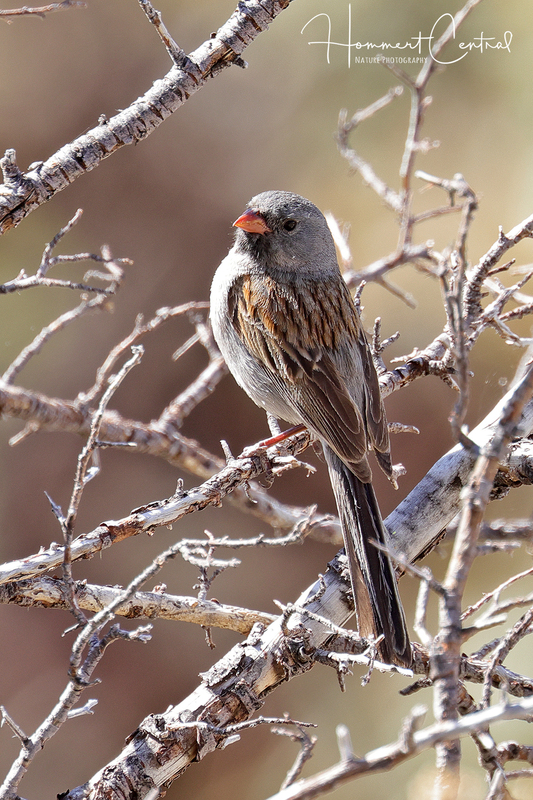 Black-chinned Sparrow (03).jpg