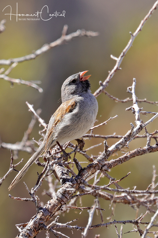Black-chinned Sparrow (04).jpg