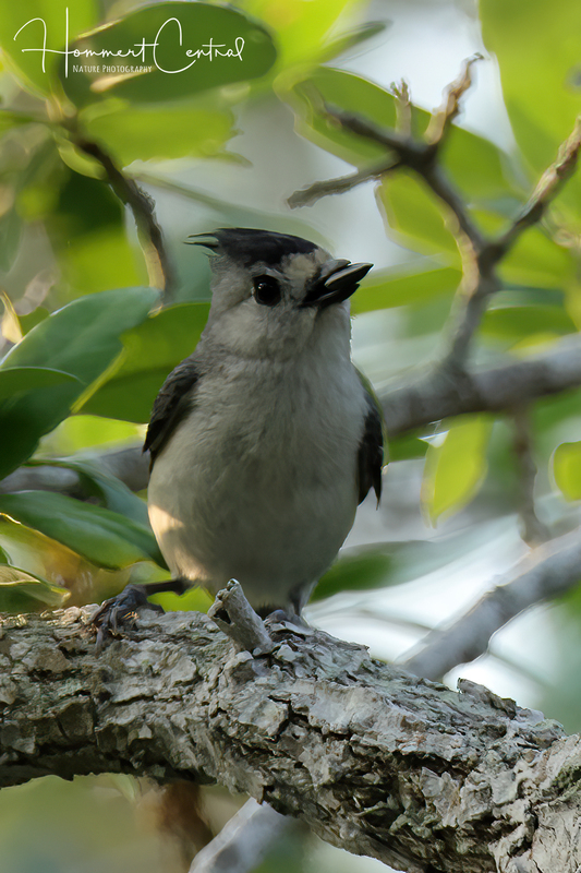 Black-crested Titmouse (04).jpg