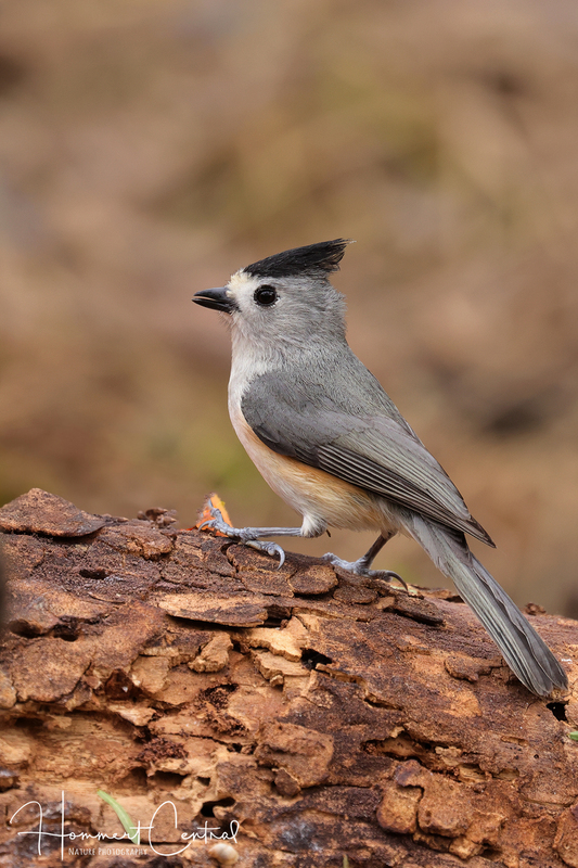 Black-crested Titmouse (05).jpg