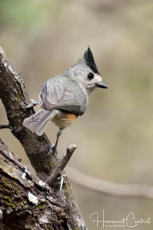 Black-crested Titmouse (06).jpg