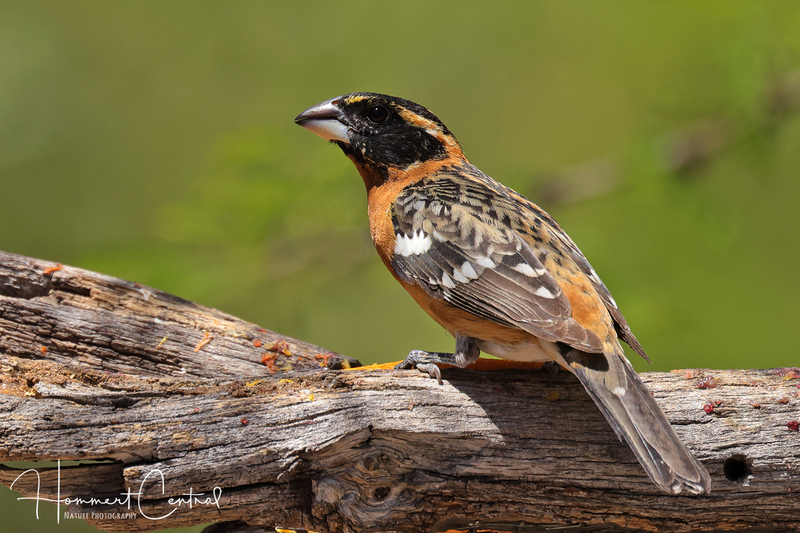 Black-headed Grosbeak (05).jpg