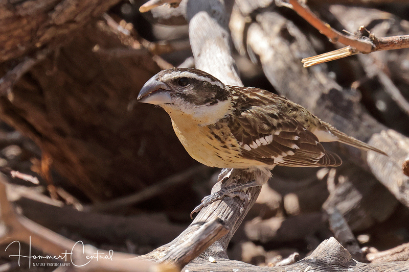 Black-headed Grosbeak (female) (01).jpg