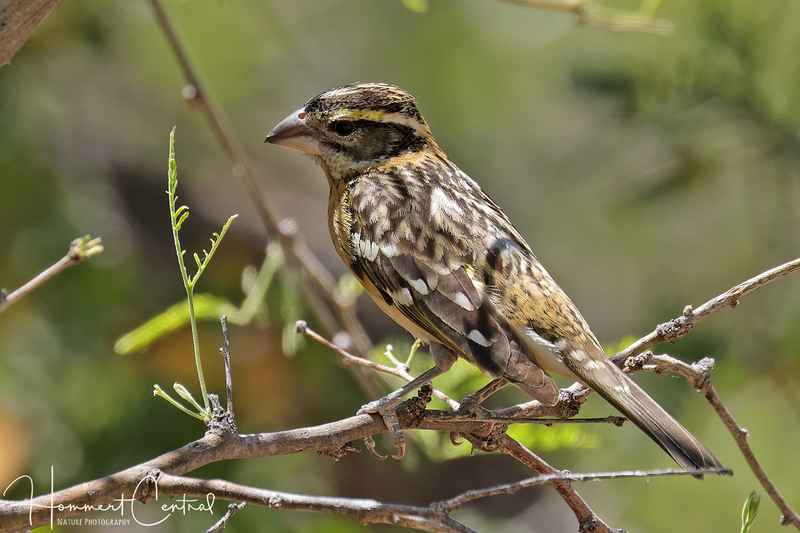 Black-headed Grosbeak (first-year male) (01).jpg
