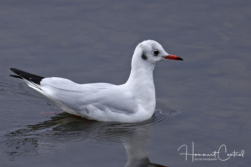 Black-headed Gull (12).jpg