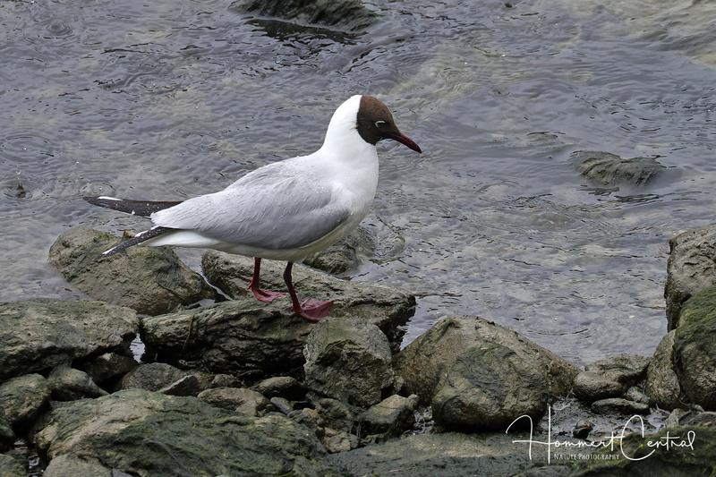 Black-headed Gull (13).jpg