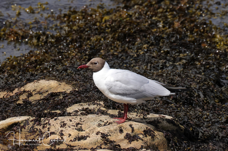 Black-headed Gull (14).jpg