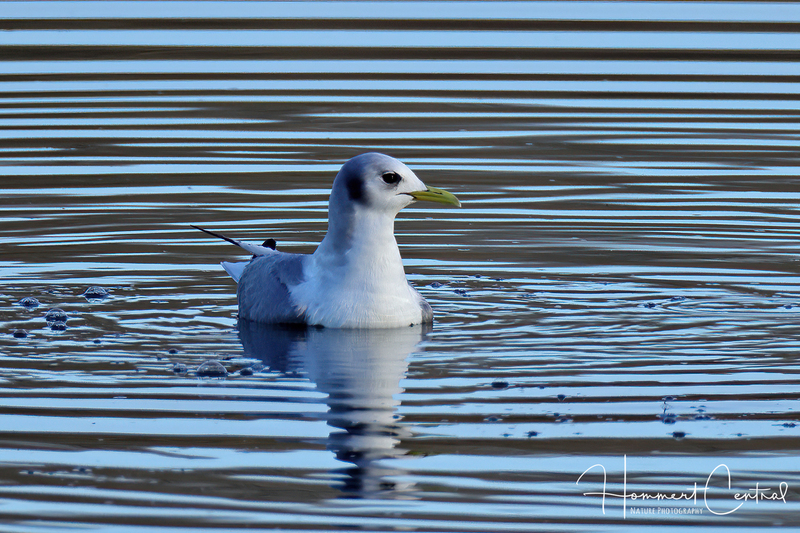Black-legged Kittiwake (05).jpg