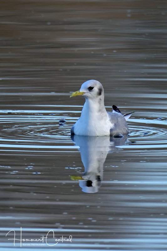 Black-legged Kittiwake (06).jpg