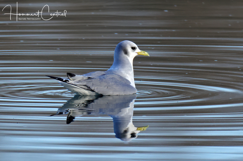 Black-legged Kittiwake (07).jpg