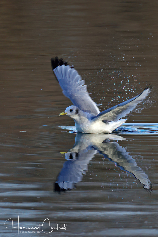 Black-legged Kittiwake (08).jpg