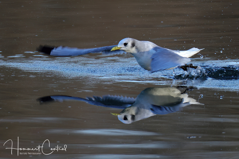 Black-legged Kittiwake (09).jpg
