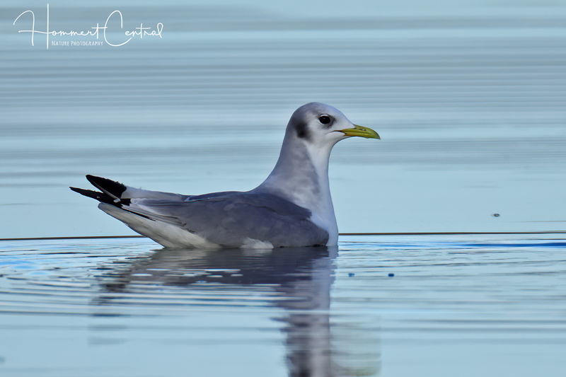 Black-legged Kittiwake (10).jpg