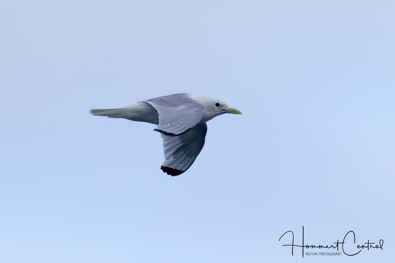 Black-legged Kittiwake (11).jpg