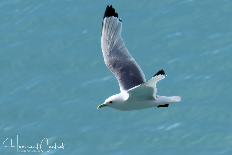 Black-legged Kittiwake (12).jpg