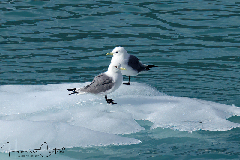 Black-legged Kittiwake (13).jpg