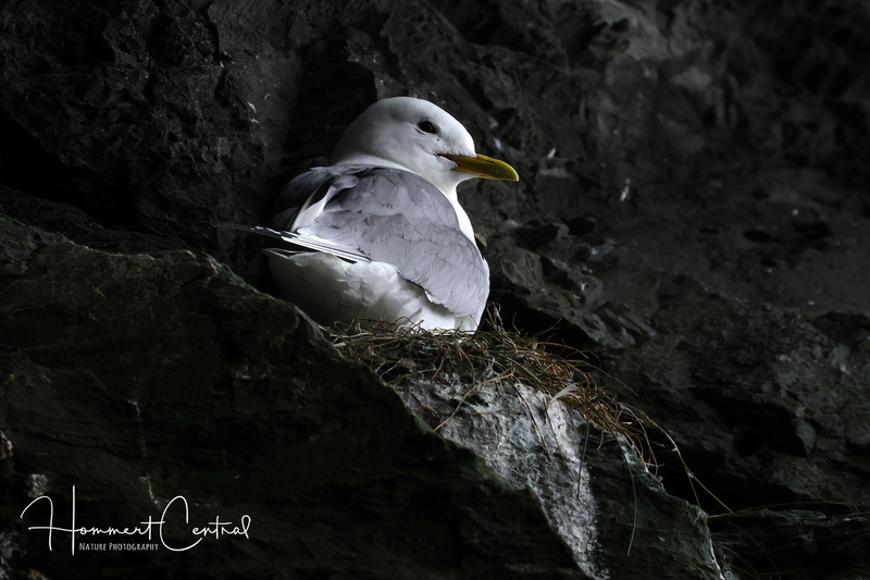 Black-legged Kittiwake (14).jpg