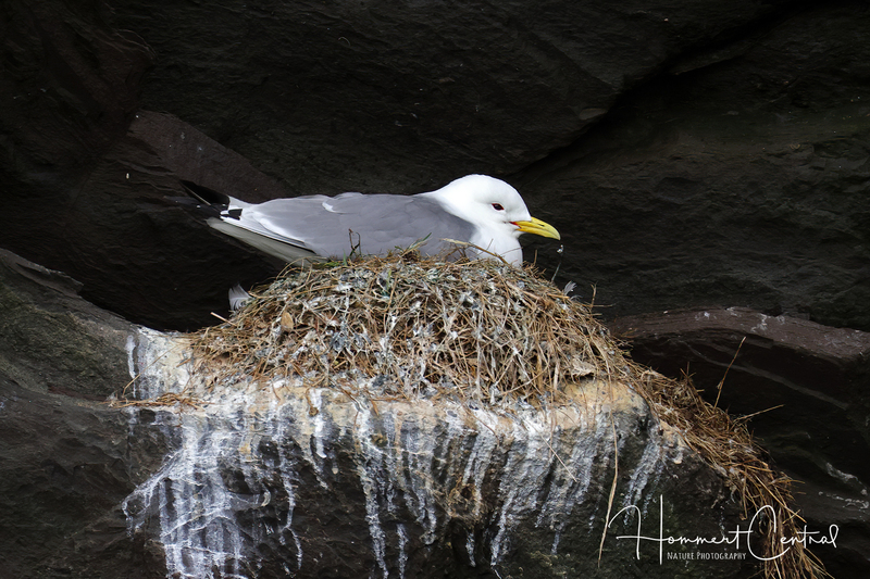 Black-legged Kittiwake (15).jpg