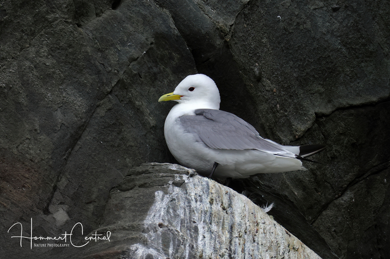 Black-legged Kittiwake (16).jpg
