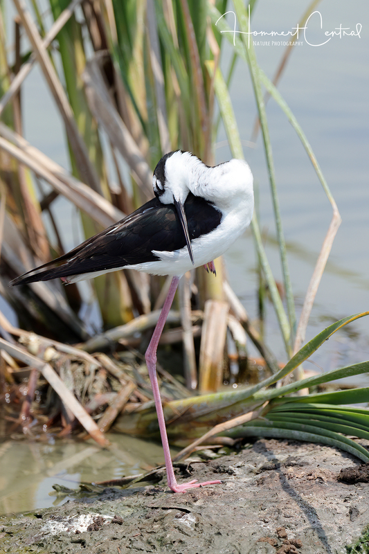 Black-necked Stilt (44).jpg