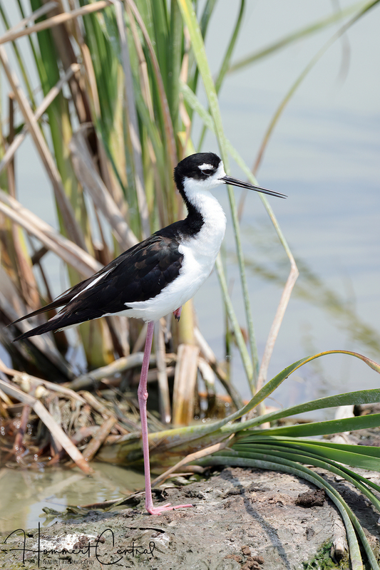 Black-necked Stilt (45).jpg