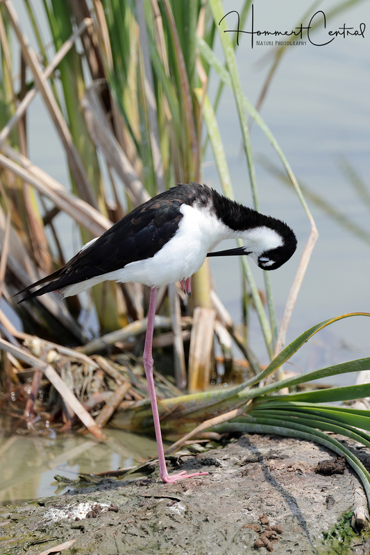 Black-necked Stilt (46).jpg
